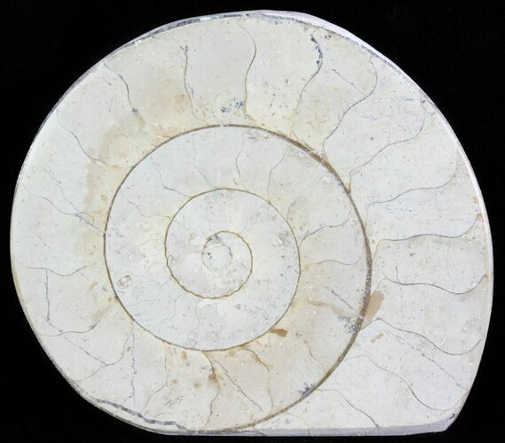 Cut and Polished Lower Jurassic Ammonite - England #62569